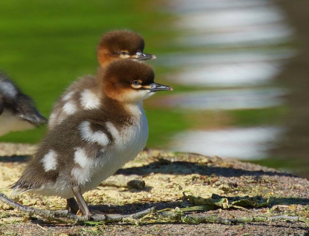 Storskrake / Common Merganser by Stefan Berndtsson is licensed under CC BY-NC-ND 2.0